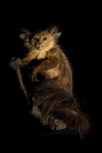 Media type: image;   Mammalogy 14647